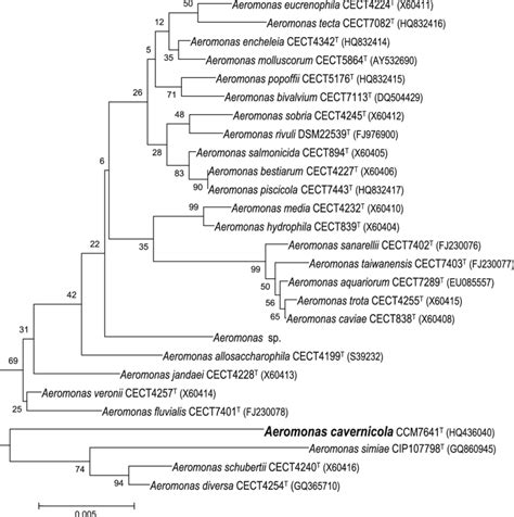 Phylogenetic Tree Derived From The 16s Rrna Gene Sequences Showing