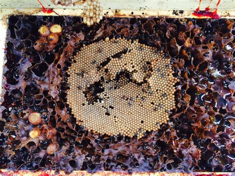 Stingless Bees On The Rooftop