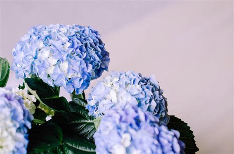 Blue Hydrangea Flowers · Free Stock Photo