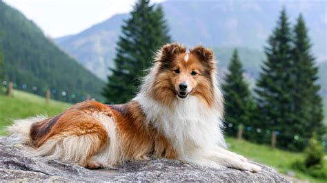 Top Smartest Dog Breeds for Their Impressive Intelligence