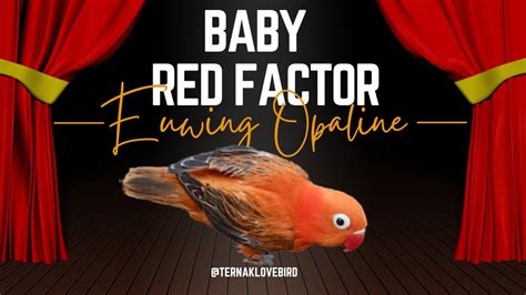 Cute Baby Lovebird Biola Euwing Red Factor Youtube