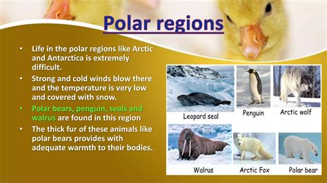 Animals habitat and adaptations- habitat | PPT