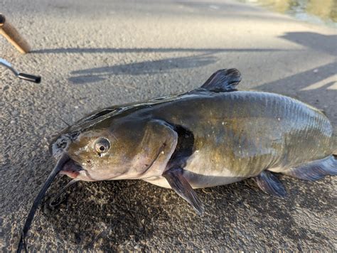 Pretty fish : r/catfishing