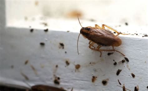 Cockroach Infestation Warning Signs and What to Do About Them