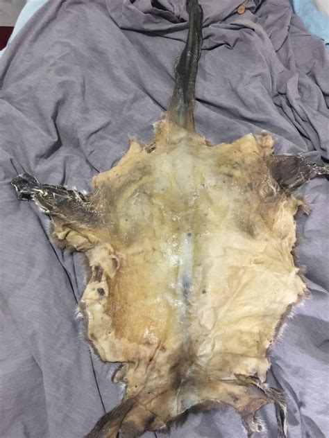 Help First Time Tanning A Kangaroo Skin Rhidetanning