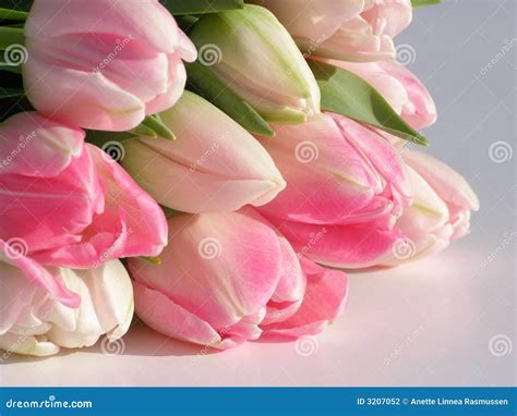 Bos Van Roze Tulpen Stock Foto Image Of Bloemen Tulp