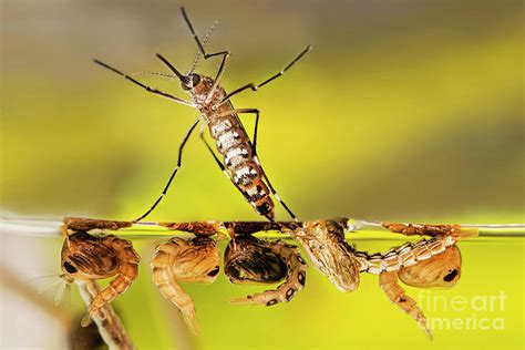 Aedes Aegypti Mosquito Photograph by Cdc/science Photo Library - Fine ...