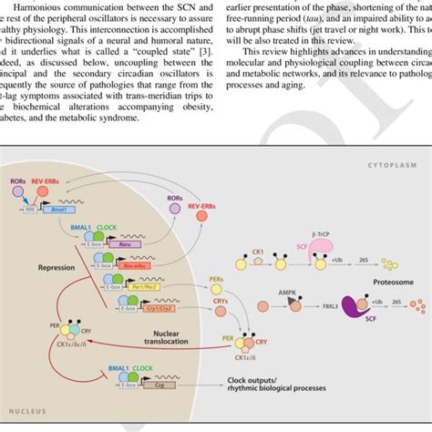 Molecular mechanism of the circadian clock in mammals. Different ... 