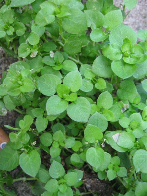 Chickweed Plant Lore