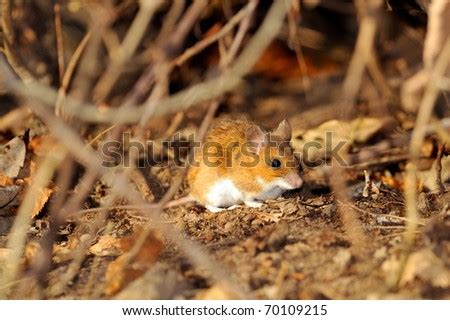 Field Mouse Natural Habitat Stock Photo 73168672 - Shutterstock