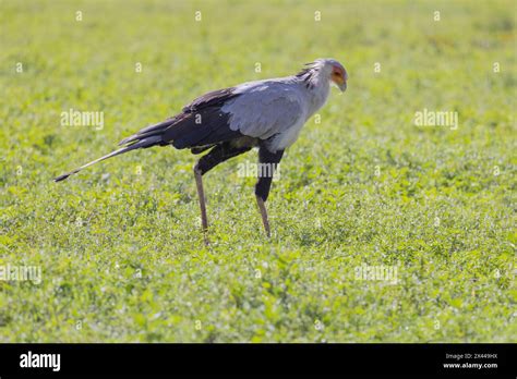 Secretary Bird Sagittarius Serpentarius Ngorongoro Crater Tanzania