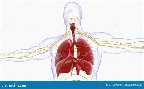 Human Lungs With Trachea Anatomy For Medical Concept 3d Rendering Stock