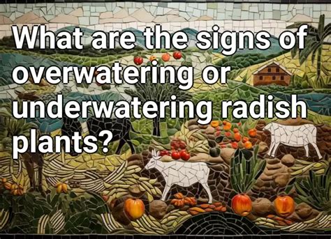 What Are The Signs Of Overwatering Or Underwatering Radish Plants Agriculture Gov Capital