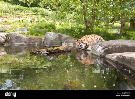 Tiger Mountain enclosure at the Bronx Zoo Stock Photo - Alamy