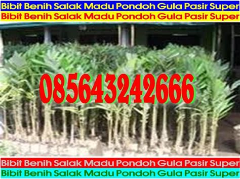 Jual Bibit Benih Salak Madu Pondoh Gula Pasir Super Jogja Sleman Daerah