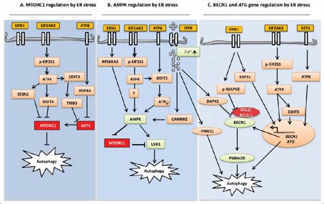 Schematic Diagram Highlighting Er Stress Signaling In The Control Of