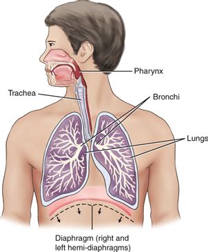 Ch Chest Radiography Flashcards Quizlet