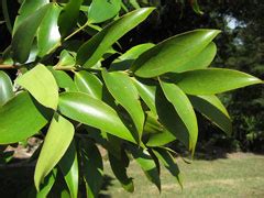 Agathis robusta Queensland Kauri PFAF Plant Database