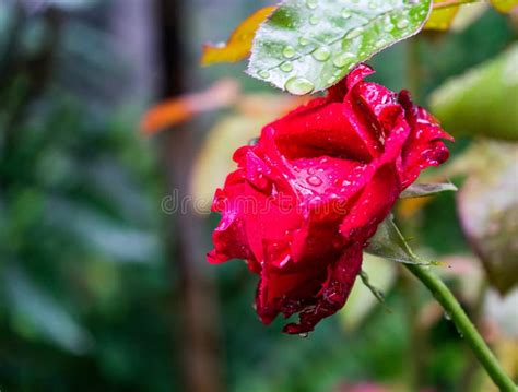 Gotas De Roc O En Los P Talos De La Flor Rosada Imagen De Archivo