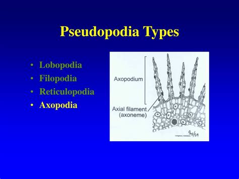 Ppt Protozoan Groups Powerpoint Presentation Free Download Id1267033