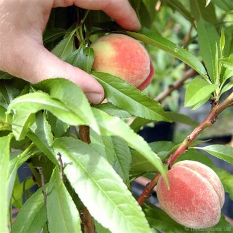 Peach Tree Care Guide How To Care For A Peach Tree Tree2mydoor