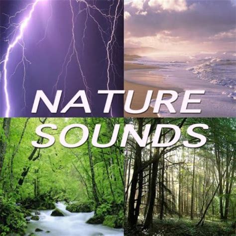 Forest Sounds With Soft Bird Calls Song By Nature Sounds From