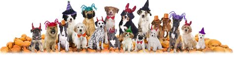 Doggie Halloween Party! – All About My Dog