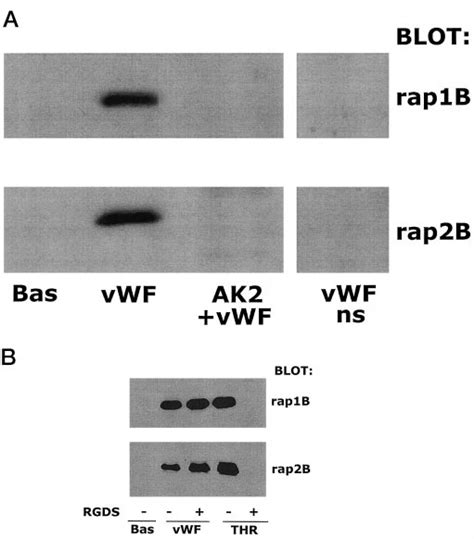 Role Of GP Ib IX V Complex GP IIb IIIa And Platelet Aggregation On