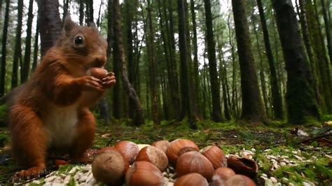 Red Squirrels Caching Hazelnuts On The Isle Of Bute Youtube