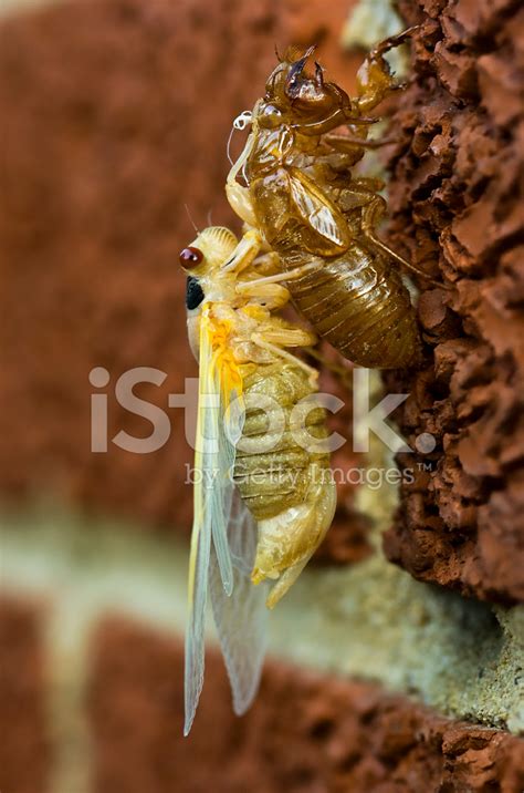 Cicada - Nymph Stock Photo | Royalty-Free | FreeImages