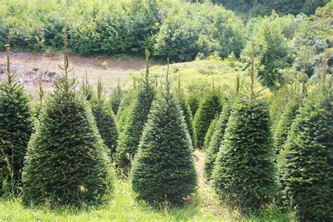 Norway Spruce — Mile High Tree Farm