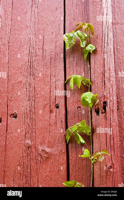Poison Ivy Toxicodendron Radicans Is A Climbing Plant Common In