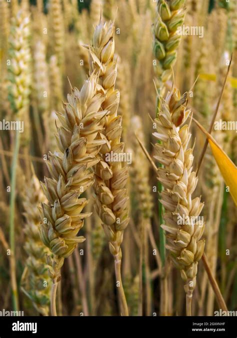 Wheat (Triticum aestivum Stock Photo - Alamy