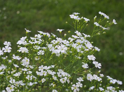 Gypsophila Elegans Seeds Babys Breath Fresh Organic White Annual