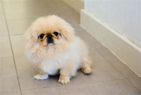 Fat Pekingese Sitting 1 Year Old Stock Photo Image Of Purebred