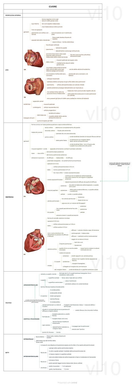 sintesi morfologia interna cuore anatomia schemi  mappe concettuali