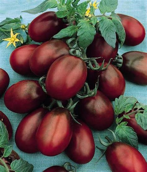 Black Plum Heirloom Tomato Tomato Seeds Heirloom Tomato Seeds