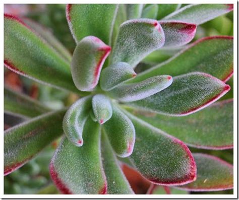 Echeveria Pulvinata Ruby Blush • Succulentscactus • Full Sun Hardy