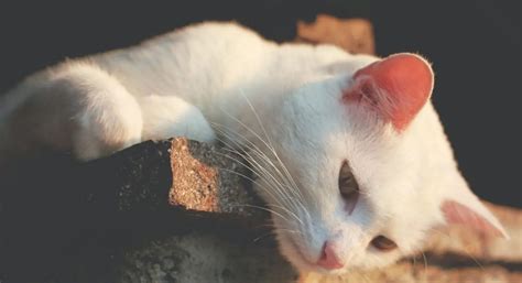 El único y verdadero significado espiritual del Gato Blanco