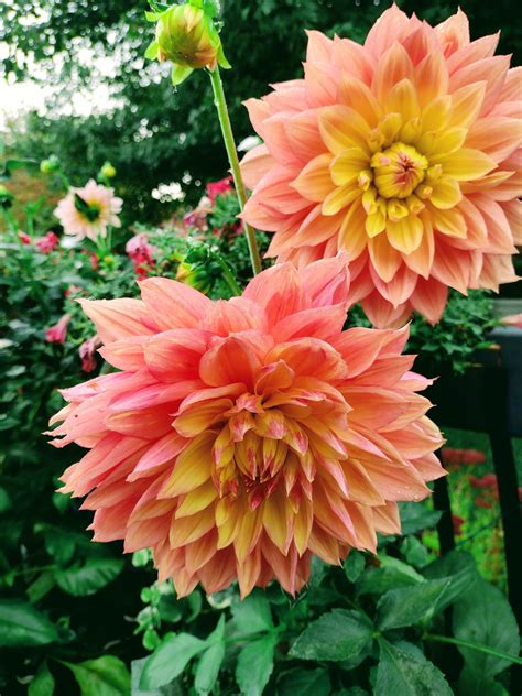 First Time With Dahlias