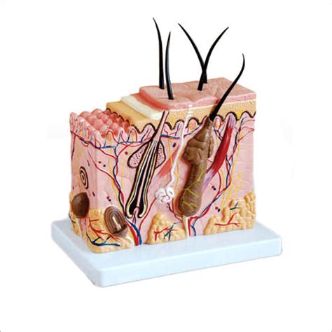 Skin Block Model Enlarged And Skin Tissue Models Manufacturerexporter