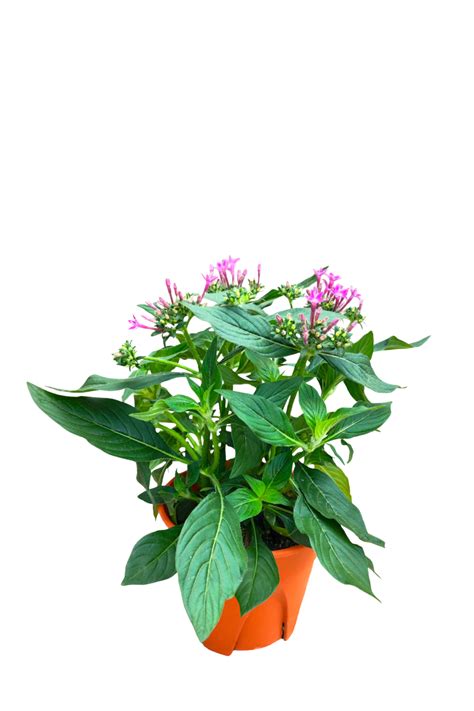 Pentas Lanceolata 150 Chengtai Nursery