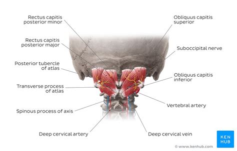 Rectus Capitis Posterior Minor Origin Insertion Action Kenhub