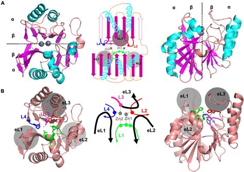 Frontiers Structural Insights For Core Scaffold And Substrate