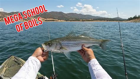 California Mega Striped Bass Boils New Hogan Lake Youtube