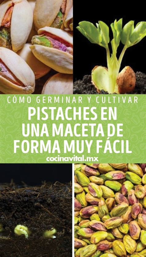 Cómo germinar y cultivar pistaches en una maceta de forma muy fácil