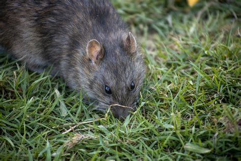 Effektive L Sungen Gegen Ratten Im Garten Was Wirklich Funktioniert