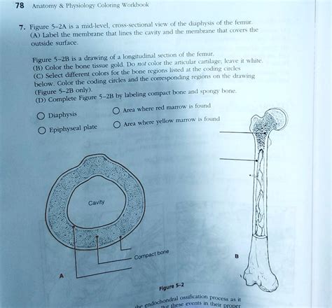 SOLVED Anatomy Physiology Coloring Workbook Figure 5 2A Is A Mid Level