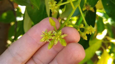 How Avocado Trees Flower Greg Alder S Yard Posts Southern California