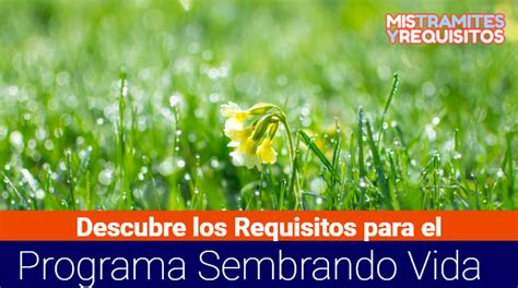 Descubre Los Requisitos Para El Programa Sembrando Vida